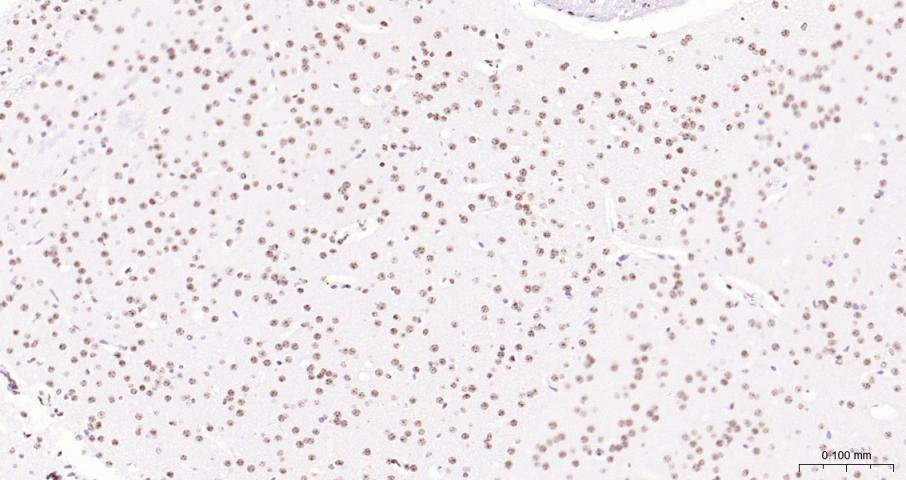 Histone H3 Mouse mAb, HRP conj