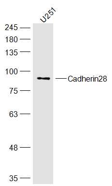 Cadherin28 Rabbit pAb(bs-16115