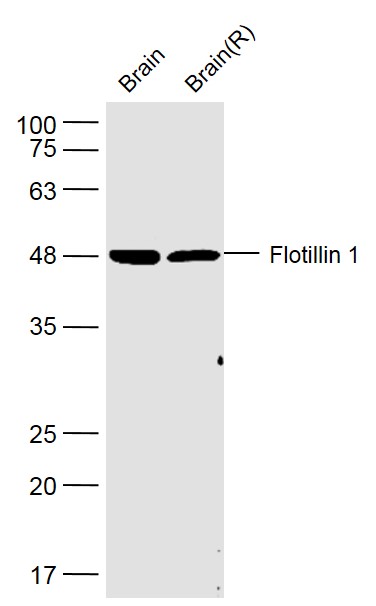 Flotillin 1 Rabbit pAb(bs-7798