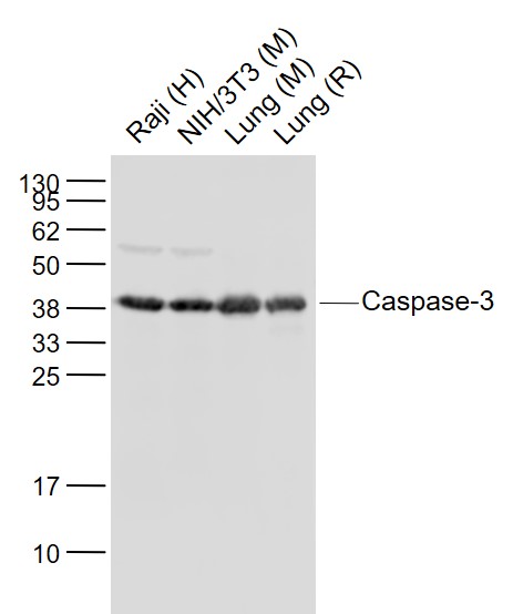 Caspase 3 precursor Rabbit pAb