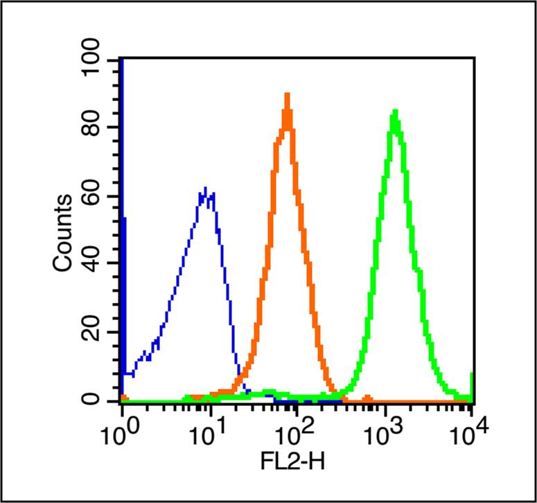 Cytokeratin 1 Rabbit pAb(bs-12