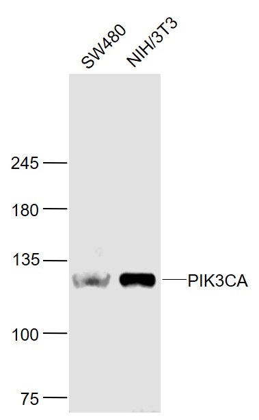 PIK3CA Rabbit pAb(bs-2067R)-50