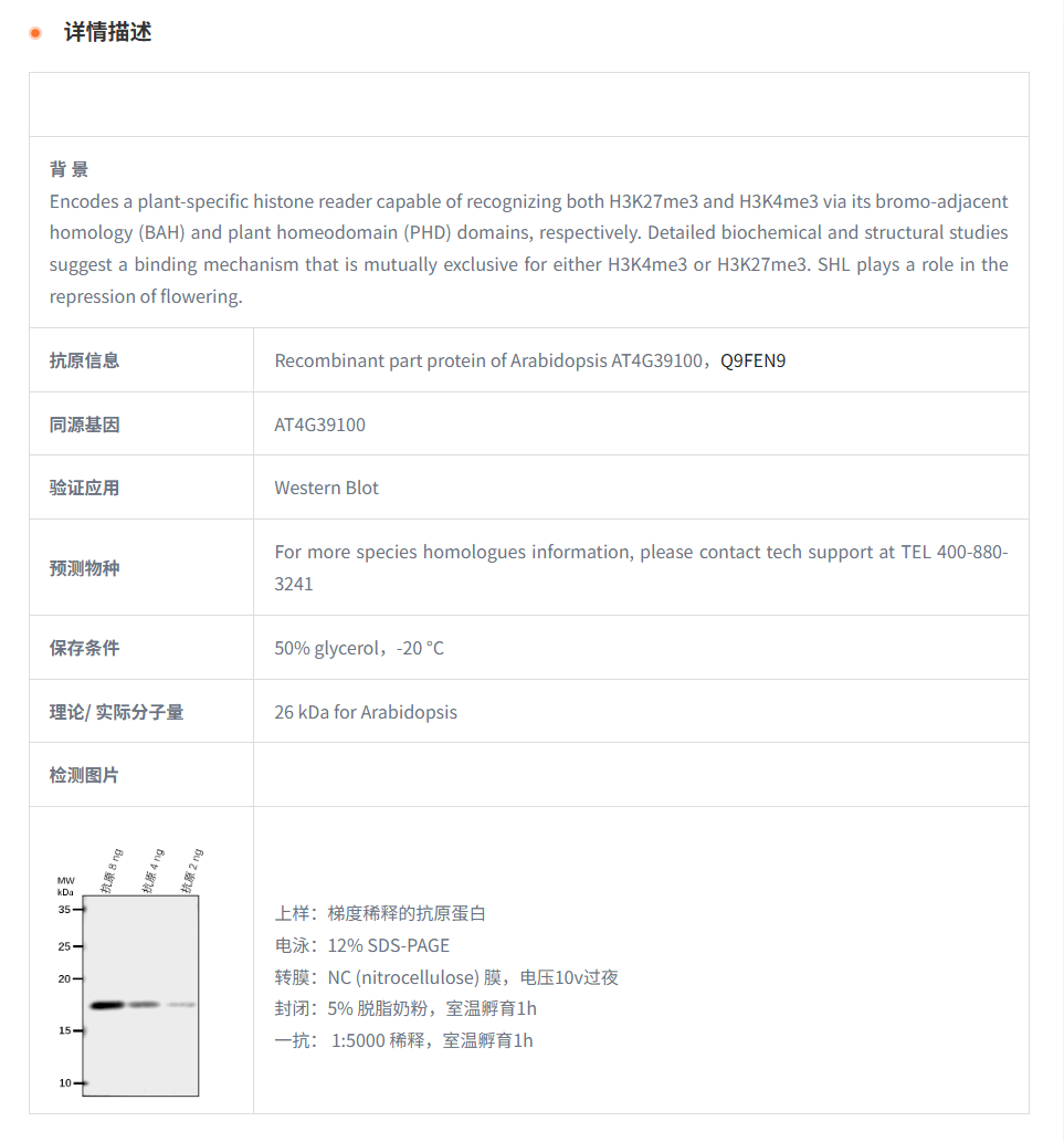【植物抗体】Anti-SHL/ Chromatin remo