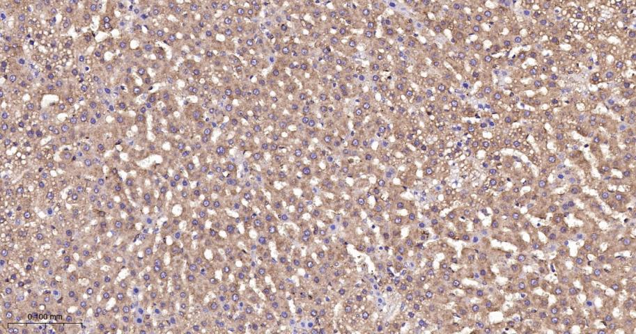 EEF1A1 Recombinant Rabbit mAb(