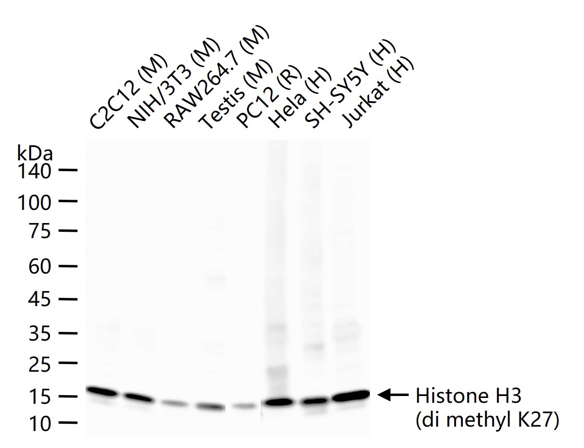 Histone H3(di methyl K27) Mous