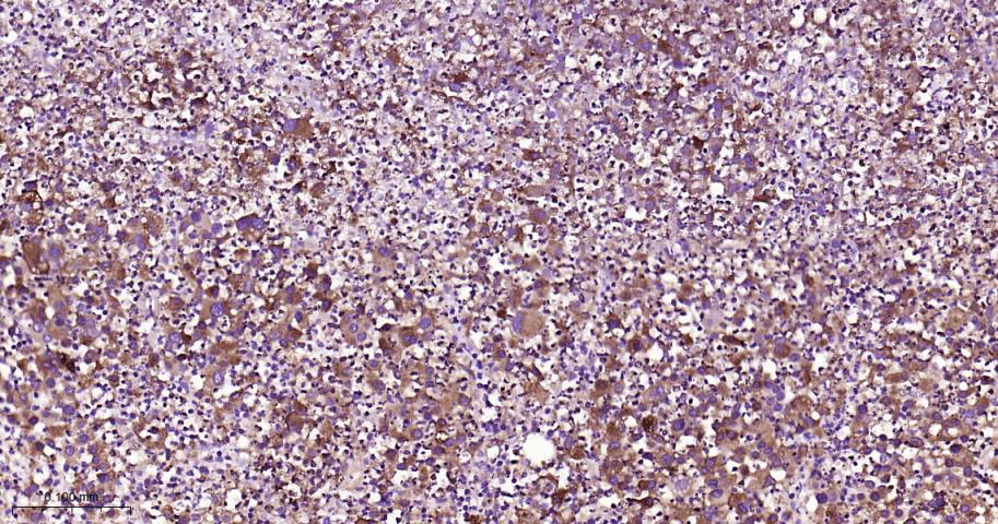 CD63 Mouse mAb(bsm-43117M)-50u