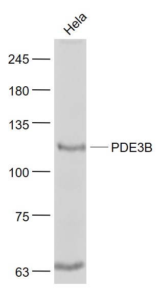 PDE3B Rabbit pAb(bs-8621R)-50u