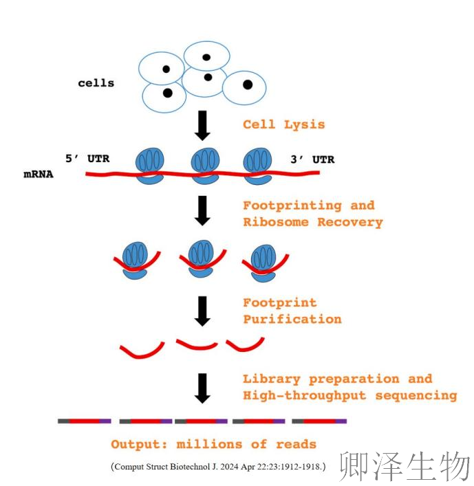 超越转录组，您的翻译组学研究最佳合作伙伴， 让核糖体的“工作实况”一目了然