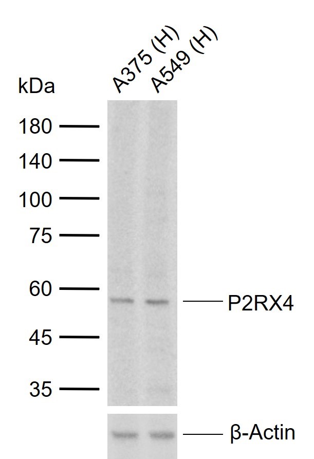 P2RX4 Rabbit pAb(bs-7690R)-50u