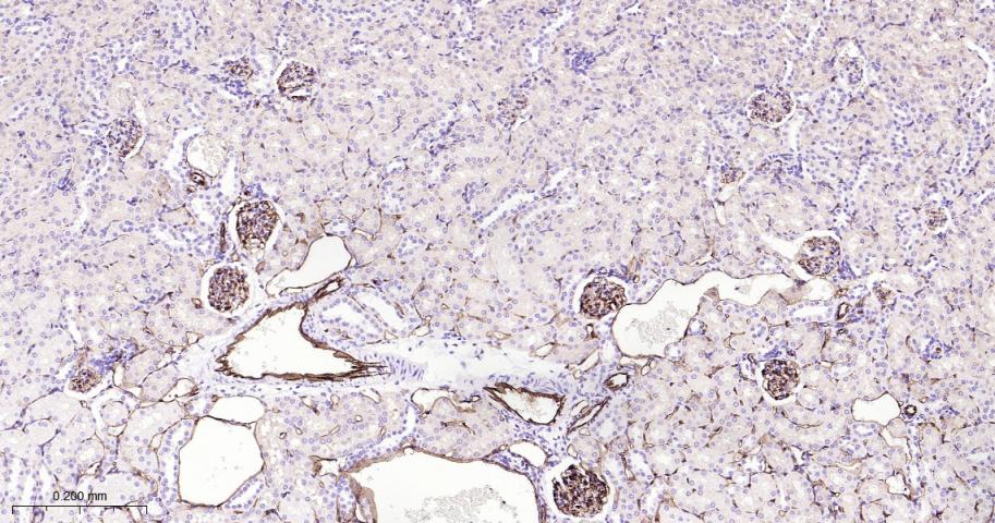 CD31 Rabbit pAb(bs-20322R)-50u