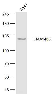 KIAA1468 Rabbit pAb(bs-17009R)