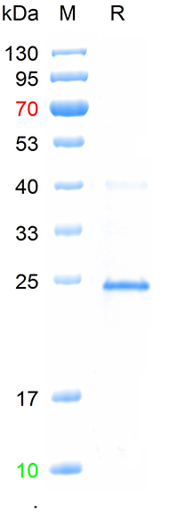 Recombinant PCV3 capsid protei
