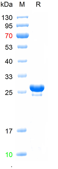Recombinant AmCyan-Tag protein