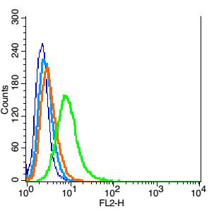 SYNPR/Synaptoporin Rabbit pAb(