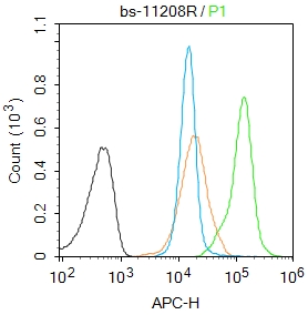 SOX4 Rabbit pAb(bs-11208R)-50u