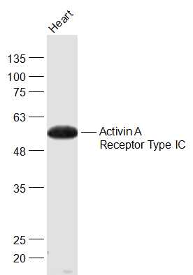 Activin A Receptor Type IC Rab