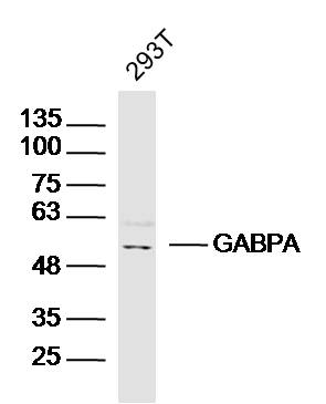 GABPA Rabbit pAb(bs-13261R)-50