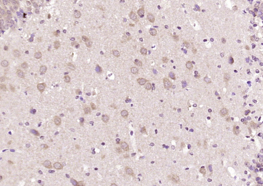 LNX1 Rabbit pAb(bs-18320R)-50u