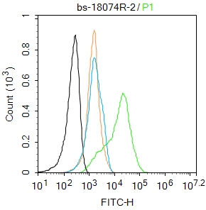 phospho-Hsp90 beta (Ser226) Ra
