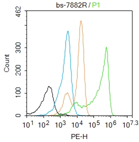 UBE2V1 Rabbit pAb(bs-7882R)-50