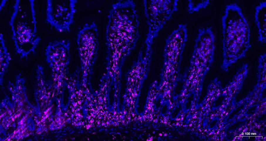 Vimentin Mouse mAb(bsm-33170M)