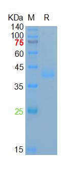 Recombinant human Azurocidin, 