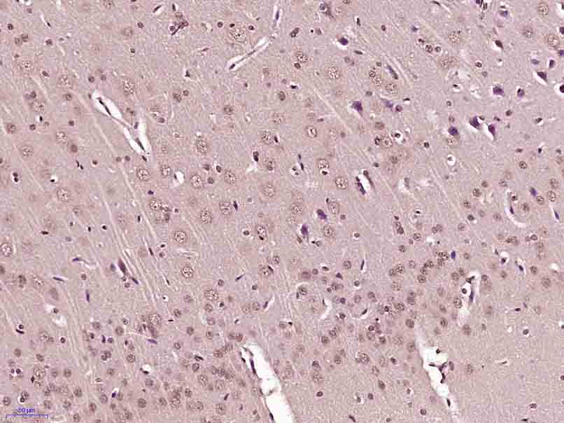 Histone H3 (mono methyl K79) M