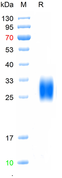 Recombinant human IL-22 protei
