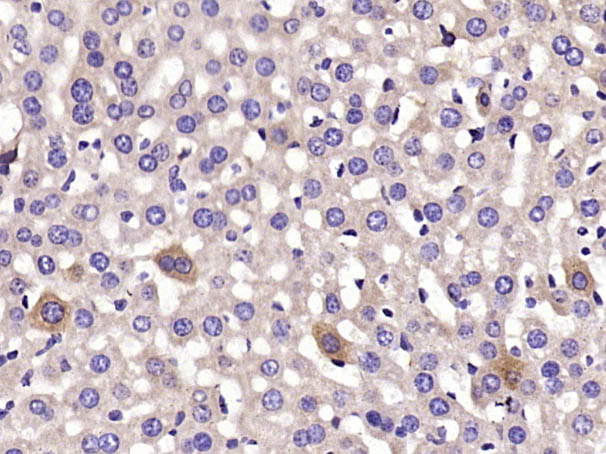 CYP2C9 Rabbit pAb(bs-2887R)-50