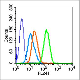 IASPP Rabbit pAb(bs-0284R)-50u