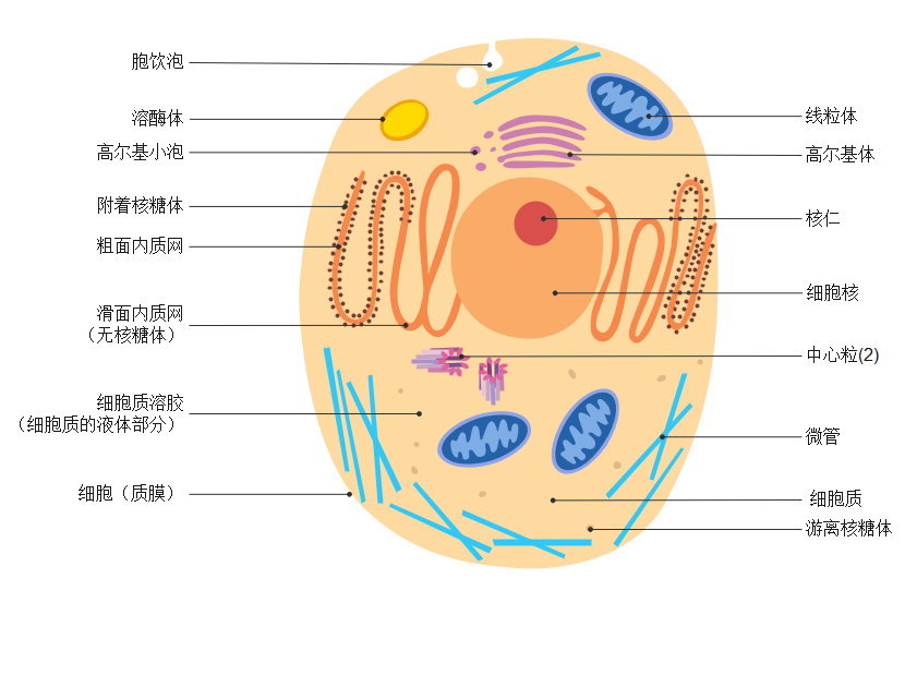动物细胞：构成动物体的基本单位，你该了解这些