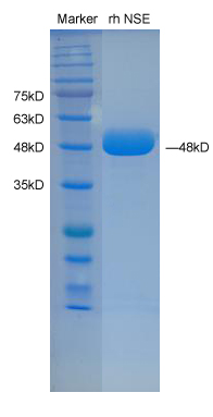 Recombinant human NSE protein,