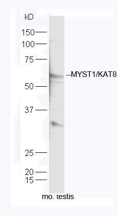 MYST1/KAT8 Rabbit pAb(bs-4312R