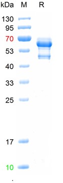 Recombinant human Cytochrome C