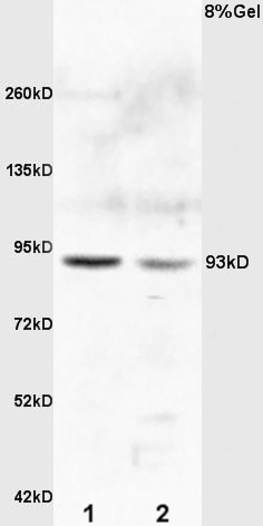 E2F8 Rabbit pAb(bs-4265R)-50ul