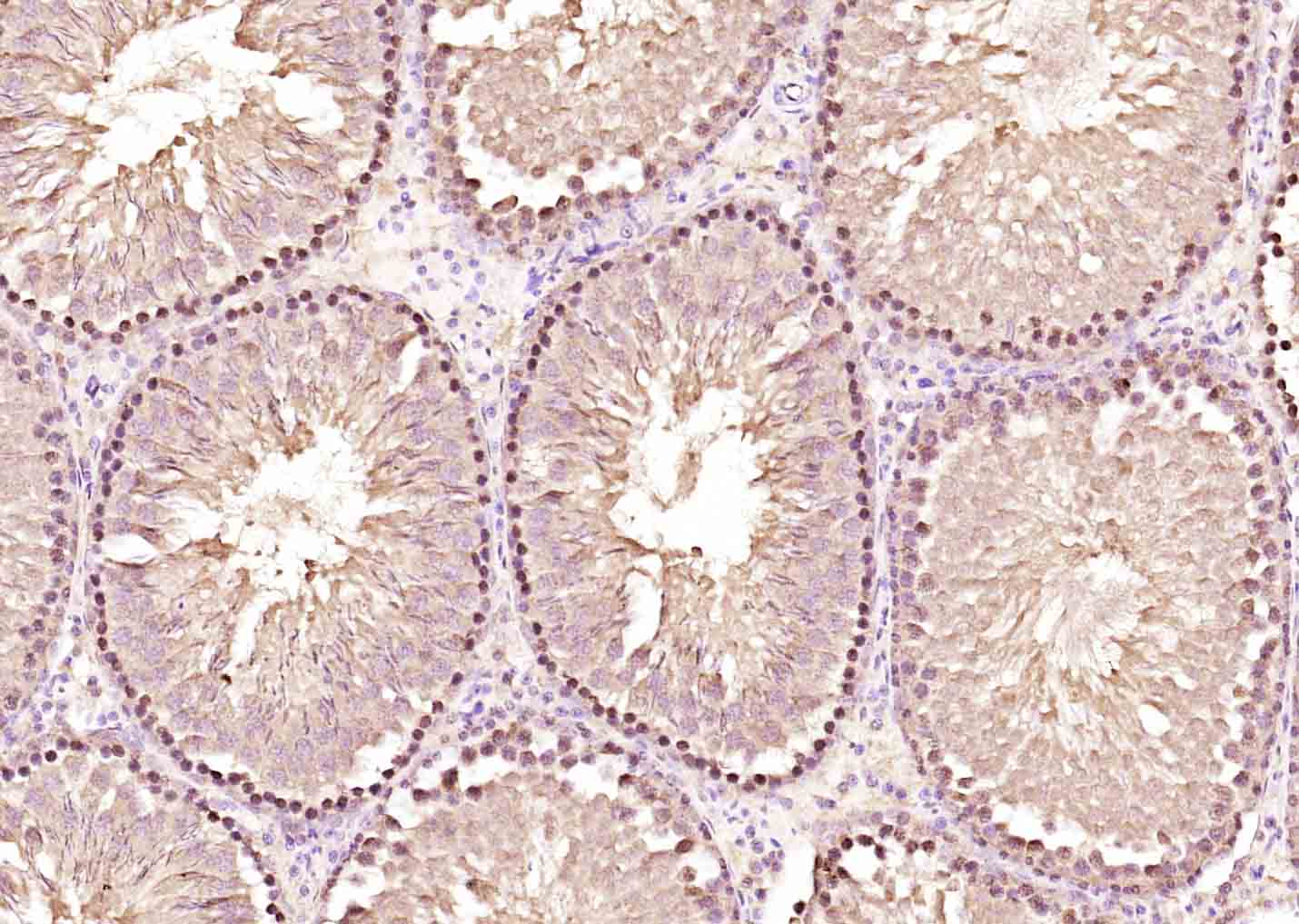 COPS2 Rabbit pAb(bs-9125R)-50u