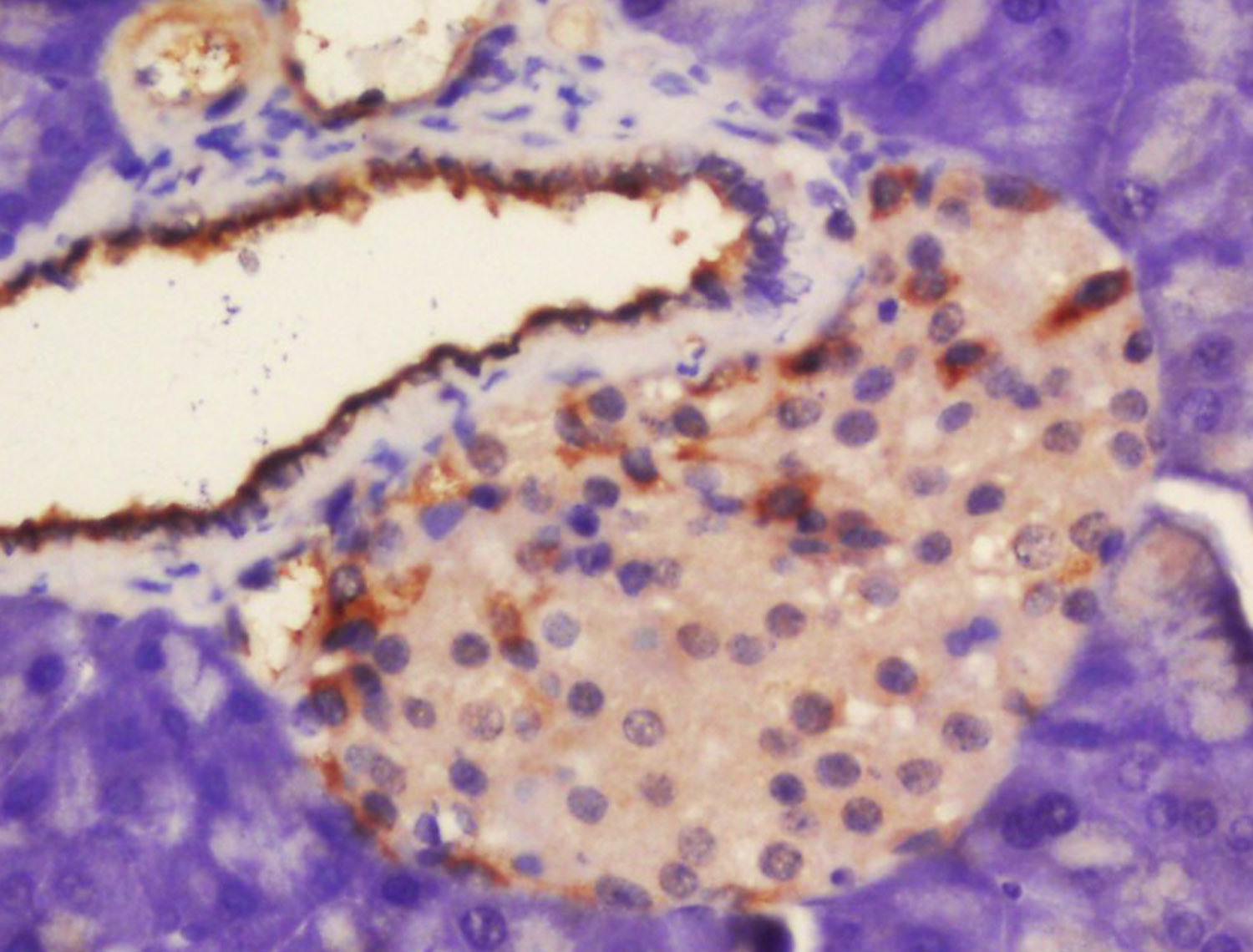 Kv beta 2 Rabbit pAb(bs-12182R