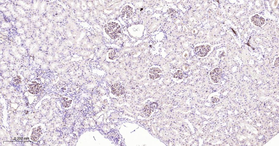 CD31 Rabbit pAb(bs-20322R)-50u