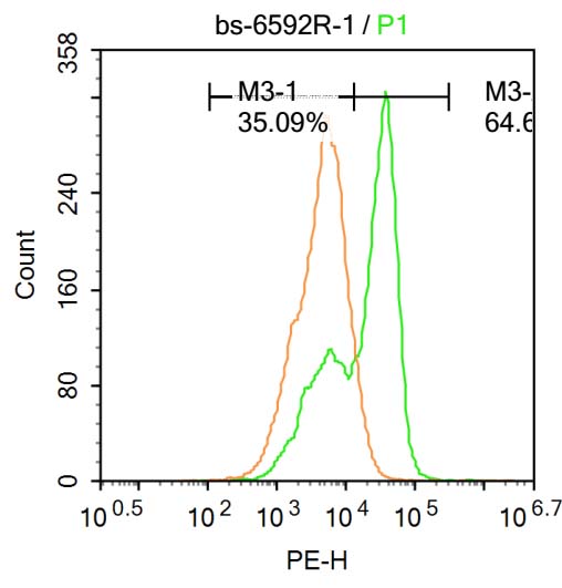 HSD17B6 Rabbit pAb(bs-6592R)-5