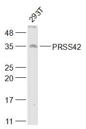 PRSS42 Rabbit pAb(bs-19442R)-5