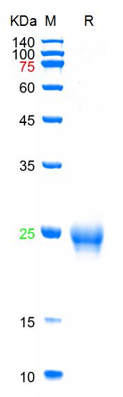 Recombinant human IGF-1 protei