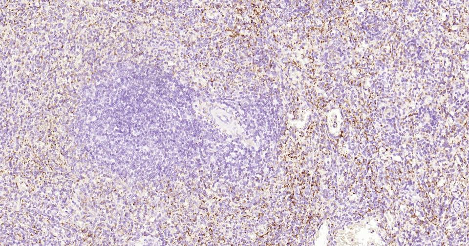 Alpha-Synuclein Mouse mAb(bsm-