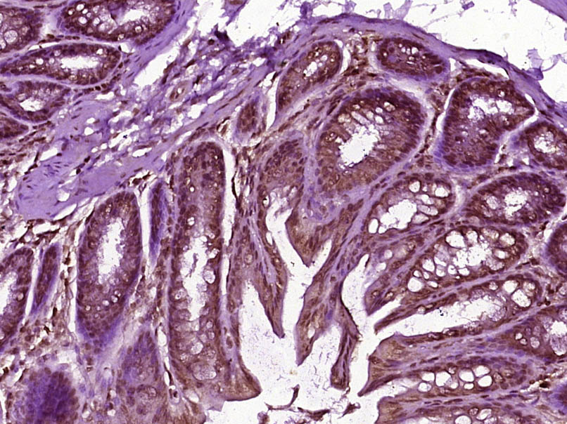 DBNDD1 Rabbit pAb(bs-14202R)-5