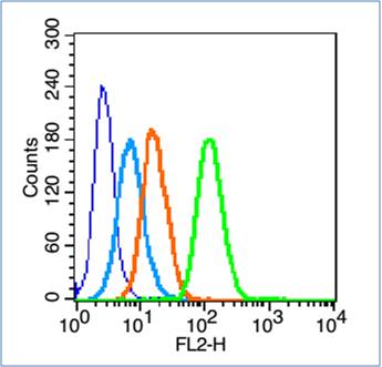 14-3-3 Tau Rabbit pAb(bs-12419