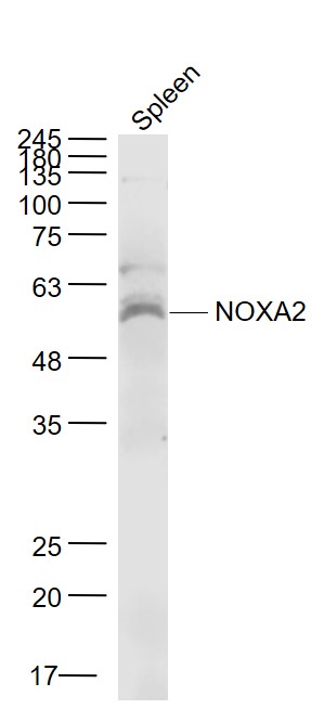 NOXA2 Rabbit pAb(bs-21423R)-50