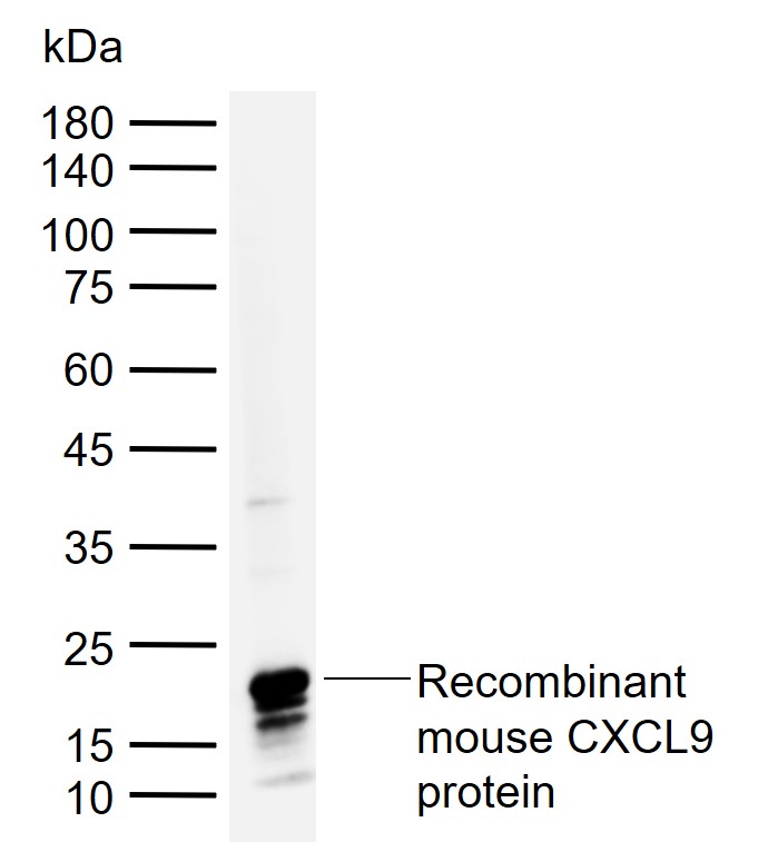 CXCL9 Rabbit pAb(bs-2551R)-50u