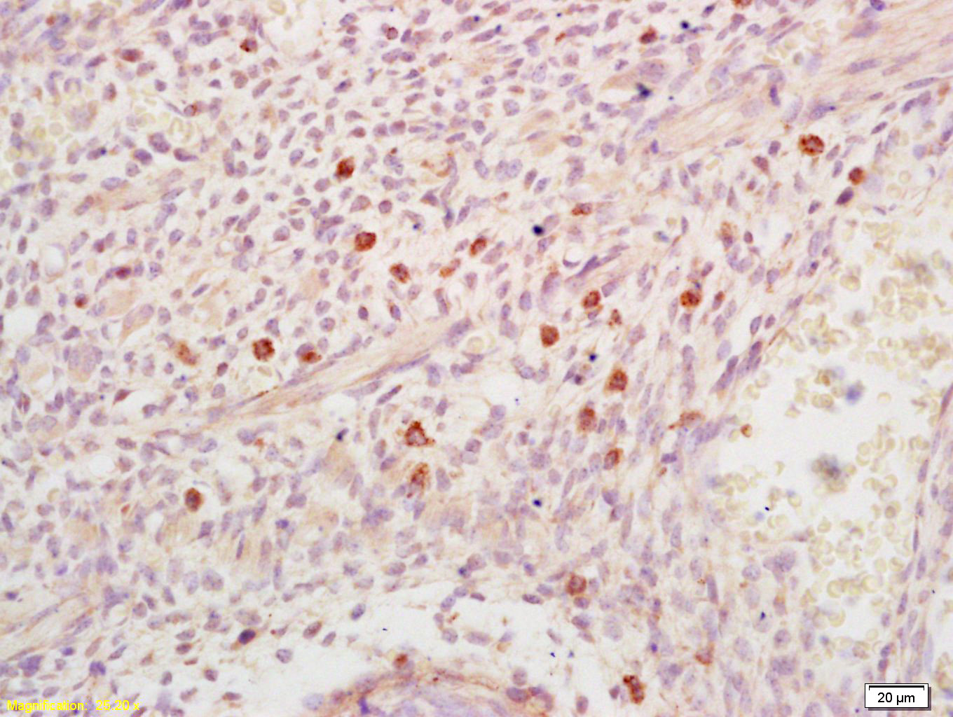 DHFR Rabbit pAb(bs-9058R)-50ul