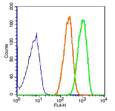 GADD34 Rabbit pAb(bs-10287R)-5