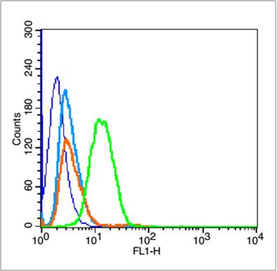 phospho-P53 (Thr55) Rabbit pAb