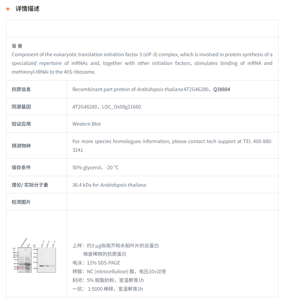 【植物抗体】Anti-TRIP1/ Eukaryotic t